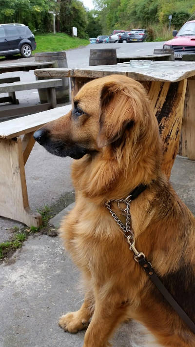(Picture of April, a Alsatian / Retriever cross.)