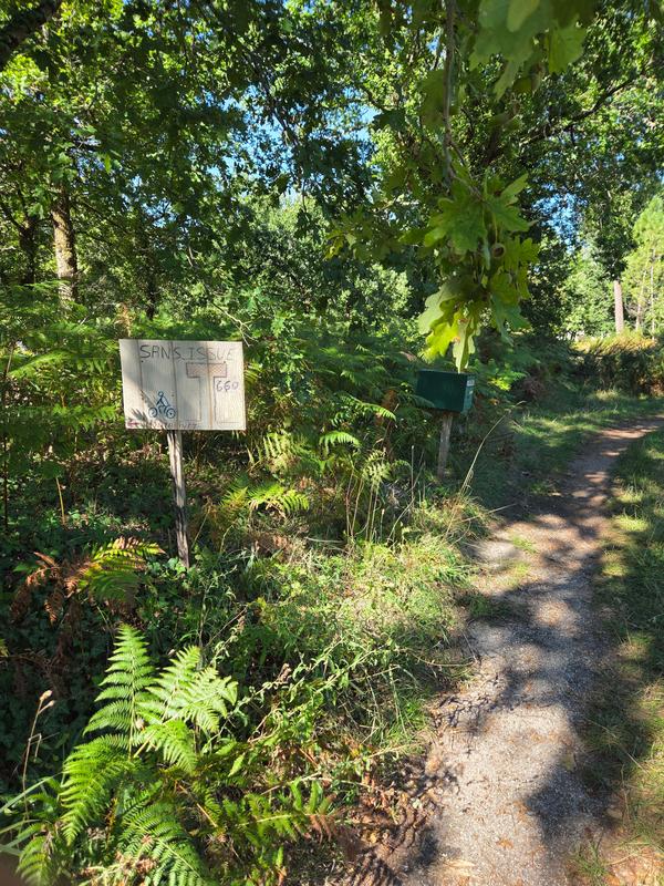 Path Onvergrown with Weeds