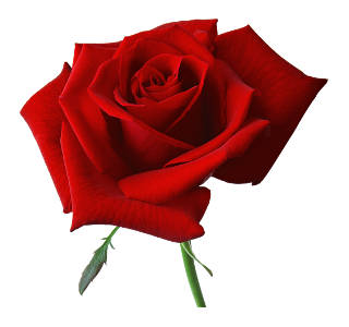 A red rose.